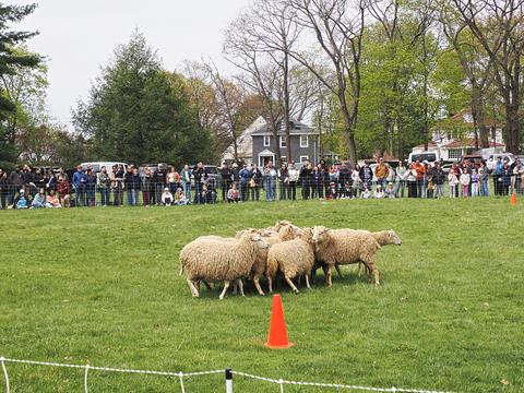 Sheep #3