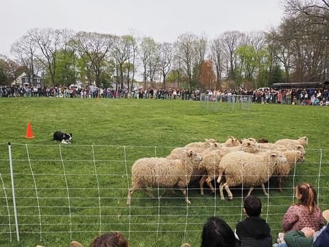 Herding sheep #10