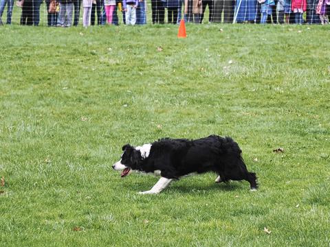 Sheepdog