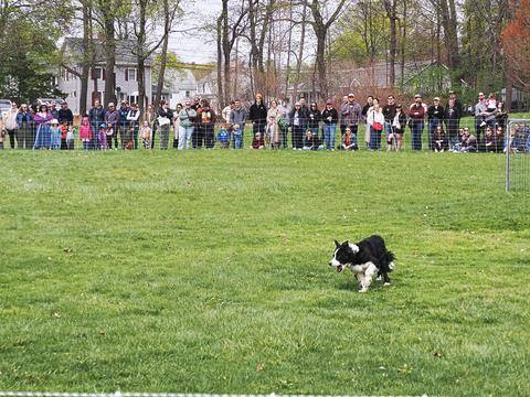 Sheepdog #2