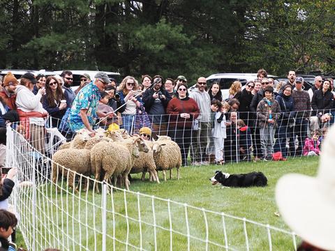 Herding sheep #11