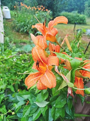 Orange lily