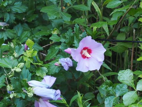Rose of Sharon at the Stone Zoo