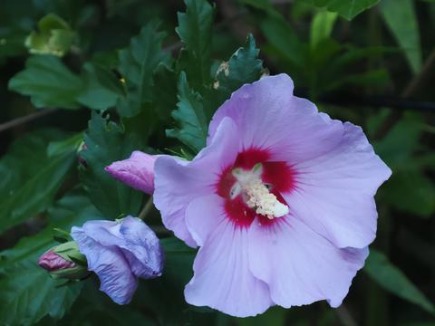 Rose of Sharon at the Stone Zoo #2