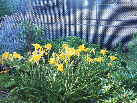 Lilies at the Stone Zoo