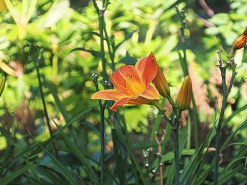 Lily at the Stone Zoo