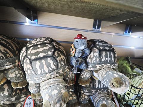 Livenea with turtles