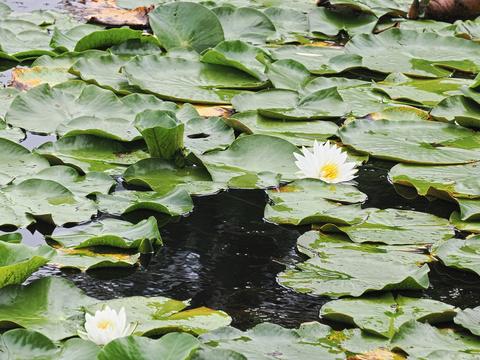 Lily pad