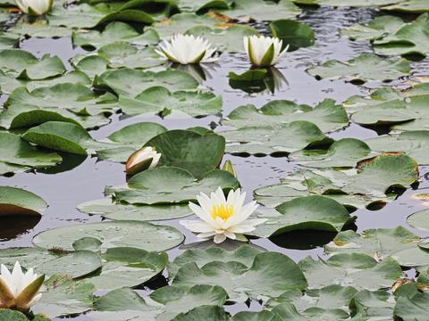 Lily pad #2