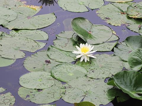 Lily pad #3