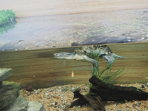 Blanding's Turtle