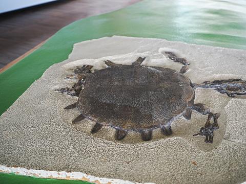 Turtle fossil