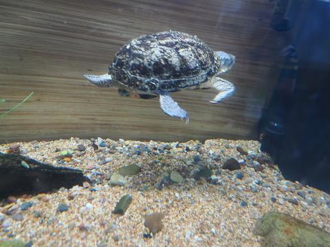 Blanding's Turtle #2