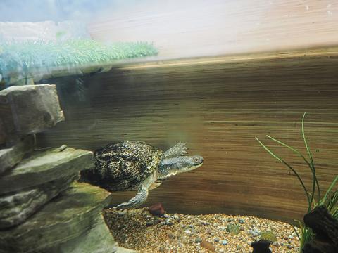 Blanding's Turtle #3