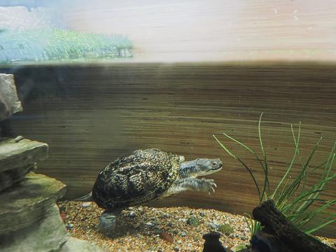 Blanding's Turtle #4