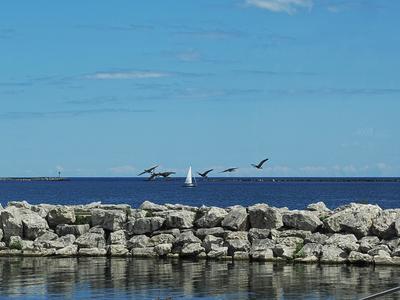 Birds over Lake Michigan