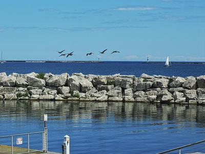 Birds over Lake Michigan #2