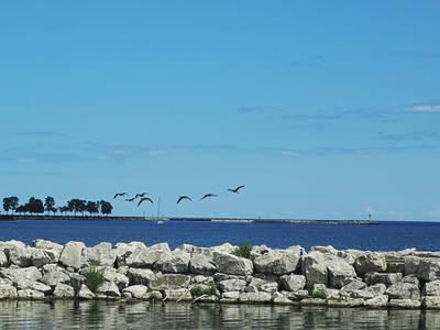 Birds over Lake Michigan #3
