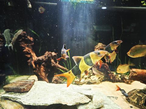 Fish