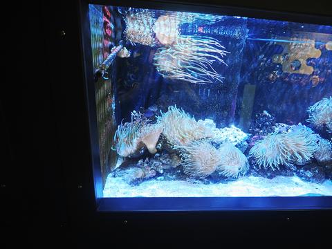 Sea anemones