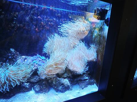 Sea anemones #2