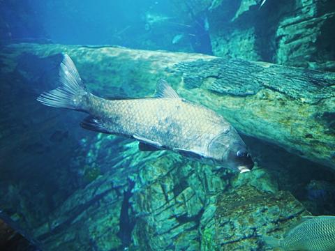 Fish #4