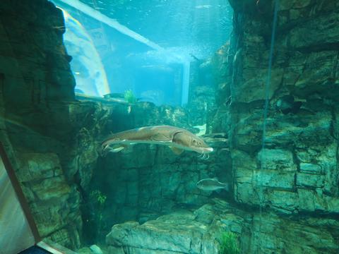 Fish #5