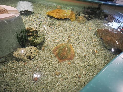 Stingray