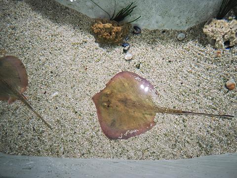 Stingray #2