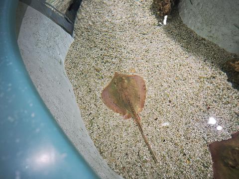 Stingray #3
