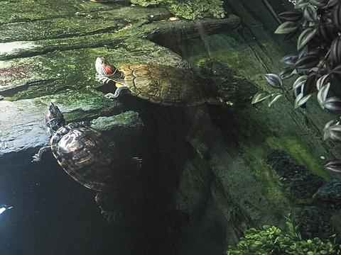 Turtles