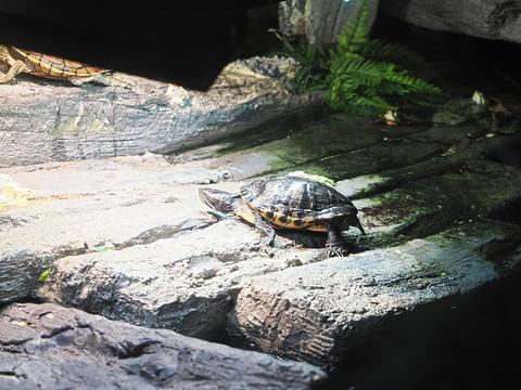 Turtle