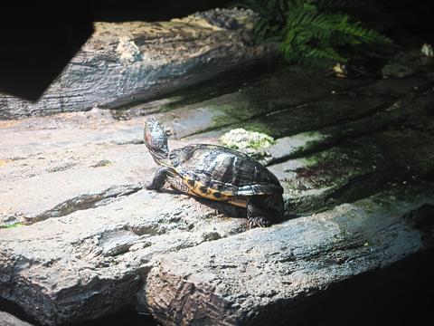 Turtle #2