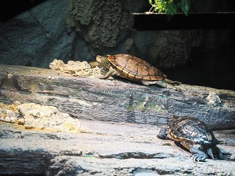 Turtles #2