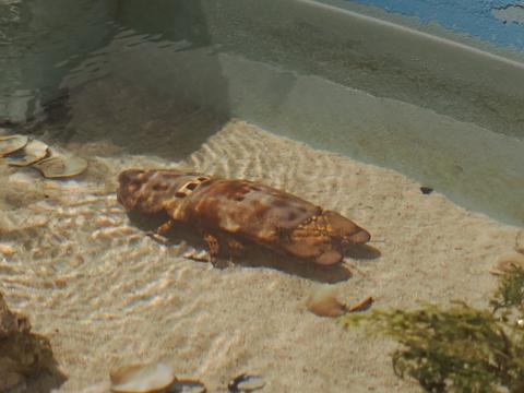 Ridged slipper lobster