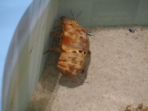 Ridged slipper lobster #2