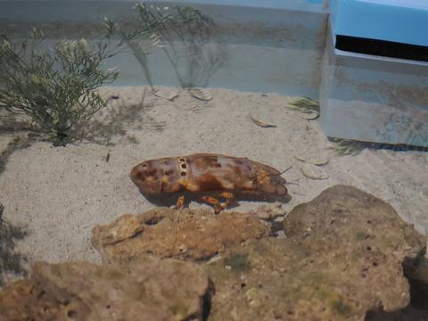 Ridged slipper lobster #3