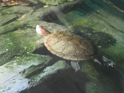 Turtle #3
