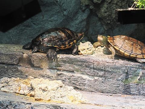 Turtles #3