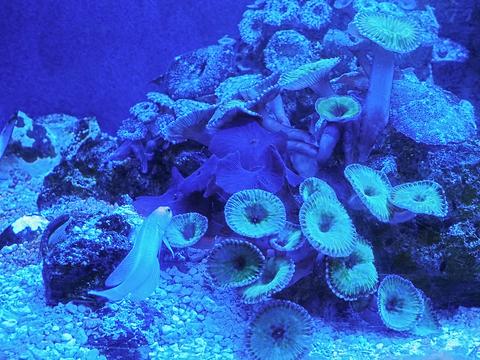 Blue coral