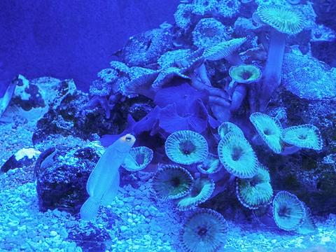 Blue coral #2