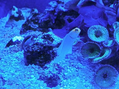 Blue coral #3