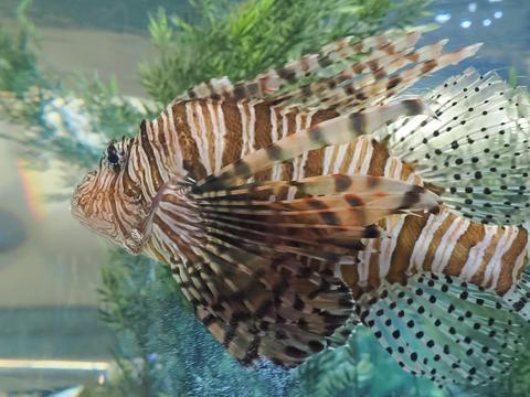 Lionfish