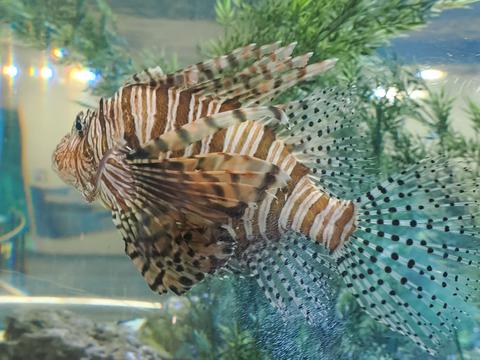 Lionfish #2