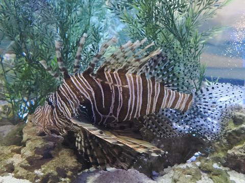 Lionfish #3