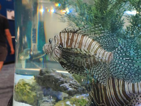 Lionfish #4