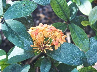 Florida sunset ixora