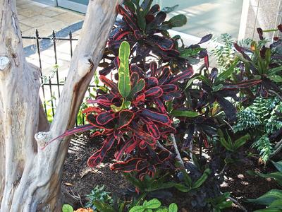 Mammy Croton (from Malaysia)