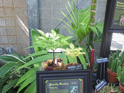 Voodoo lily