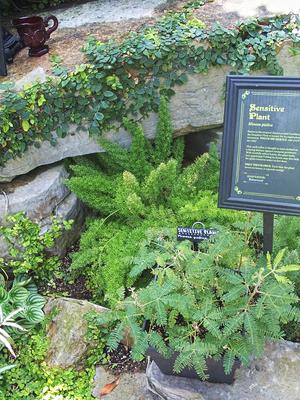 Mimosa pudica (sensitive flower)